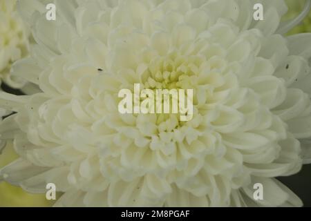 Weiße Chrysanthemum morifolium Blume mit Blättern Stockfoto