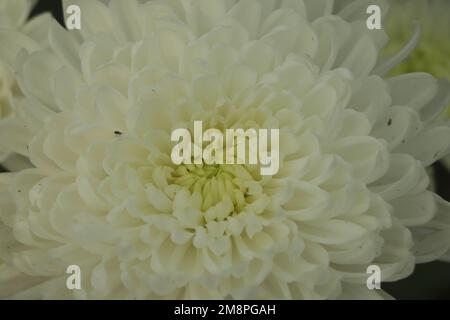 Ein Strauß Chrysanthemen. Weiße Chrysanthemen-Blume. Stockfoto