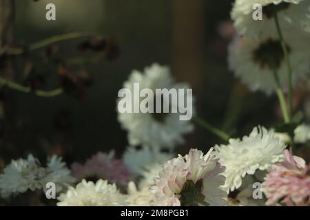 Weiße Chrysanthemen wachsen auf dem Dach des Hauses. Stockfoto