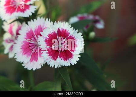 Dianthus barbatus wunderschöne Zierblütenpflanzen, eine Gruppe leuchtend rosa violett-weißer Blüten in Blüte, Stockfoto