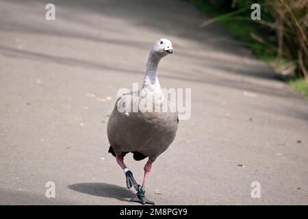 Die Kap-karge Gans hat ein hellgraues Gefieder mit schwarzen Markierungen in der Nähe der Flügelspitzen und des Schwanzes. Diese Gänse haben auch pinkfarbene Beine, schwarze Füße und eine helle Stockfoto