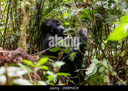 Porträt einer östlichen Bergmutter und eines Babygorillas im tropischen Wald Ugandas Stockfoto