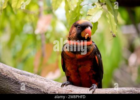 Die Dusky Lory hat zwei Farbphasen. Die orangefarbene und die gelbe Variante haben beide eine goldbraune Krone, einen orangefarbenen Kragen und einen weißen Rumpf. Stockfoto