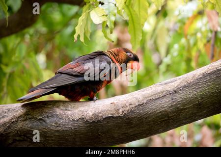 Die Dusky Lory hat zwei Farbphasen. Die orangefarbene und die gelbe Variante haben beide eine goldbraune Krone, einen orangefarbenen Kragen und einen weißen Rumpf. Stockfoto