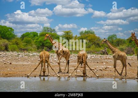 Tiere im Etosha-Nationalpark am Wasserloch Stockfoto