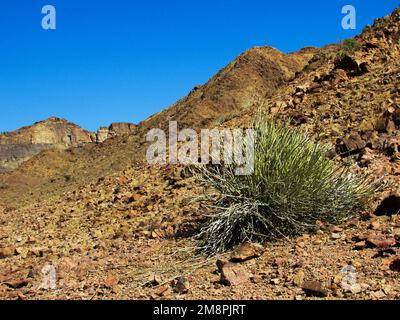 Ein Namaqua-Schweinebüsch, der am felsigen, kargen Rand des Fish River Canyon im Süden Namibias wächst Stockfoto