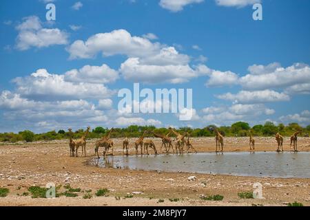 Tiere im Etosha-Nationalpark am Wasserloch Stockfoto