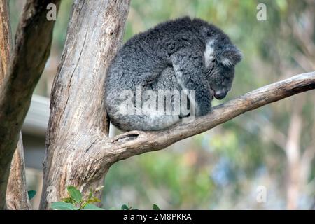 Dies ist ein Seitenblick auf einen schlafenden Koala in einer Gabel im Baum Stockfoto