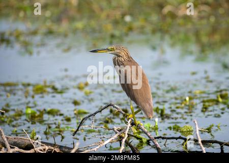 Ein indischer Teichreiher, der auf einem Zweig in der Nähe des Wassers im Bhigwan Bird Sanctuary in Indien steht Stockfoto