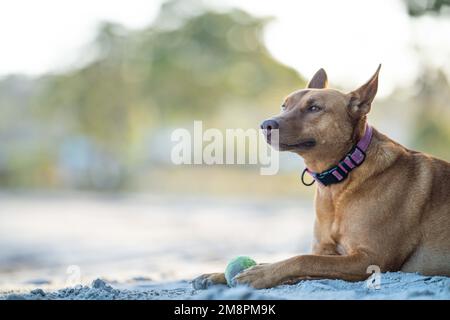 Nahaufnahme eines Kelpie Hundes auf dem Sand an einem Strand in australien im Sommer Stockfoto