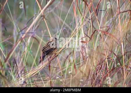 Eine Zitting Cisticola hoch oben auf einer Grashalme im Bhigwan Bird Sanctuary in Indien Stockfoto