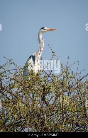 Ein grauer Reiher sitzt auf einem Zweig eines Baumes im Bhigwan Bird Sanctuary in Indien Stockfoto