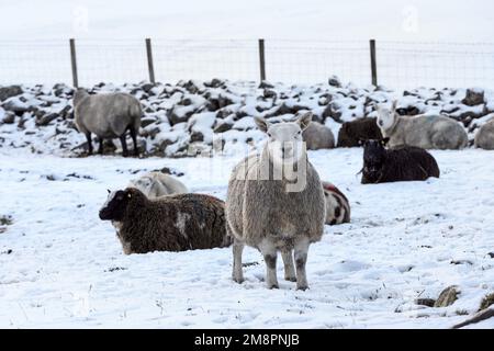 Teesdale, County Durham, Großbritannien. 15. Januar 2023 Wetter in Großbritannien. Mit einer gelben Wetterwarnung in Kraft, Schnee und Eis treffen heute Teile von Teesdale, County Durham, Nordostengland. Die Vorhersage ist für einen helleren Nachmittag, aber kühl. Kredit: David Forster/Alamy Live News Stockfoto