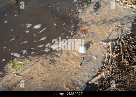 Datchet, Berkshire, Großbritannien. 15. Januar 2023. Brauner Schaum von scheinbar Abwasser auf der Themse. Auf einer interaktiven Karte von Thames Water ist zu sehen, dass Abwasser in die Themse im nahe gelegenen Windsor gelangt ist. Umweltschutzgruppen fordern die Regierung auf, Direktoren umweltverschmutzender Wasserunternehmen wegen fortgesetzter Abwasseremissionen in die Wasserstraßen des Vereinigten Königreichs zu inhaftieren. Kredit: Maureen McLean/Alamy Live News Stockfoto