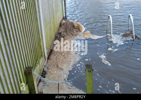 Datchet, Berkshire, Großbritannien. 15. Januar 2023. Brauner Schaum von scheinbar Abwasser auf der Themse. Auf einer interaktiven Karte von Thames Water ist zu sehen, dass Abwasser in die Themse im nahe gelegenen Windsor gelangt ist. Umweltschutzgruppen fordern die Regierung auf, Direktoren umweltverschmutzender Wasserunternehmen wegen fortgesetzter Abwasseremissionen in die Wasserstraßen des Vereinigten Königreichs zu inhaftieren. Kredit: Maureen McLean/Alamy Live News Stockfoto