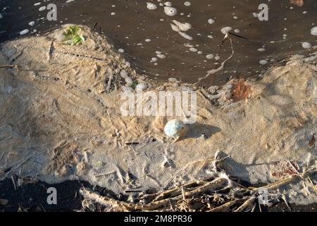 Datchet, Berkshire, Großbritannien. 15. Januar 2023. Brauner Schaum von scheinbar Abwasser auf der Themse. Auf einer interaktiven Karte von Thames Water ist zu sehen, dass Abwasser in die Themse im nahe gelegenen Windsor gelangt ist. Umweltschutzgruppen fordern die Regierung auf, Direktoren umweltverschmutzender Wasserunternehmen wegen fortgesetzter Abwasseremissionen in die Wasserstraßen des Vereinigten Königreichs zu inhaftieren. Kredit: Maureen McLean/Alamy Live News Stockfoto