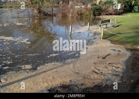 Datchet, Berkshire, Großbritannien. 15. Januar 2023. Brauner Schaum von scheinbar Abwasser auf der Themse. Auf einer interaktiven Karte von Thames Water ist zu sehen, dass Abwasser in die Themse im nahe gelegenen Windsor gelangt ist. Umweltschutzgruppen fordern die Regierung auf, Direktoren umweltverschmutzender Wasserunternehmen wegen fortgesetzter Abwasseremissionen in die Wasserstraßen des Vereinigten Königreichs zu inhaftieren. Kredit: Maureen McLean/Alamy Live News Stockfoto