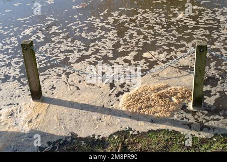 Datchet, Berkshire, Großbritannien. 15. Januar 2023. Brauner Schaum von scheinbar Abwasser auf der Themse. Auf einer interaktiven Karte von Thames Water ist zu sehen, dass Abwasser in die Themse im nahe gelegenen Windsor gelangt ist. Umweltschutzgruppen fordern die Regierung auf, Direktoren umweltverschmutzender Wasserunternehmen wegen fortgesetzter Abwasseremissionen in die Wasserstraßen des Vereinigten Königreichs zu inhaftieren. Kredit: Maureen McLean/Alamy Live News Stockfoto