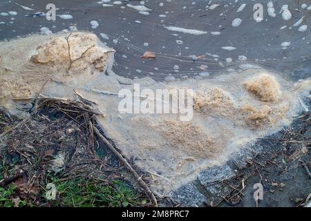 Datchet, Berkshire, Großbritannien. 15. Januar 2023. Brauner Schaum von scheinbar Abwasser auf der Themse. Auf einer interaktiven Karte von Thames Water ist zu sehen, dass Abwasser in die Themse im nahe gelegenen Windsor gelangt ist. Umweltschutzgruppen fordern die Regierung auf, Direktoren umweltverschmutzender Wasserunternehmen wegen fortgesetzter Abwasseremissionen in die Wasserstraßen des Vereinigten Königreichs zu inhaftieren. Kredit: Maureen McLean/Alamy Live News Stockfoto