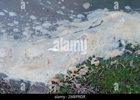 Datchet, Berkshire, Großbritannien. 15. Januar 2023. Brauner Schaum von scheinbar Abwasser auf der Themse. Auf einer interaktiven Karte von Thames Water ist zu sehen, dass Abwasser in die Themse im nahe gelegenen Windsor gelangt ist. Umweltschutzgruppen fordern die Regierung auf, Direktoren umweltverschmutzender Wasserunternehmen wegen fortgesetzter Abwasseremissionen in die Wasserstraßen des Vereinigten Königreichs zu inhaftieren. Kredit: Maureen McLean/Alamy Live News Stockfoto