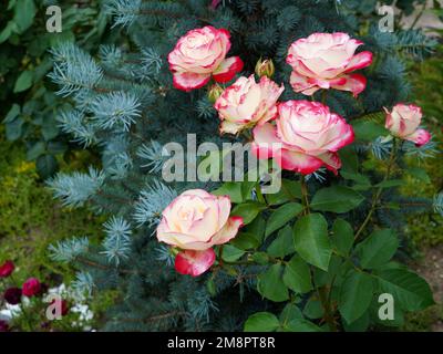 Weiße und rote zweifarbige Rosen von Double Delight Kultivar in der Hybrid Tea Familie im Garten Stockfoto