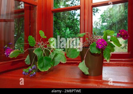 Innenblumen auf der Fensterbank. Blick durch das Fenster Stockfoto