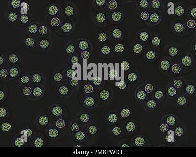 Grüne Zellen, mikroskopische Partikel. Moleküle, Molekülzellen. Nahaufnahme eines Mikroorganismus, Wissenschaft und medizinisches Element, dunkler Hintergrund Stockfoto
