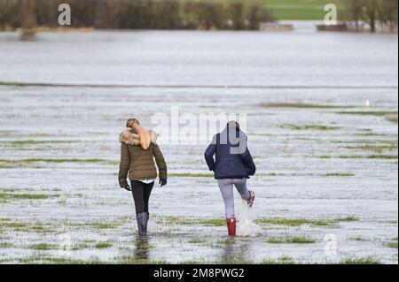 Upton Upon Severn, Worcestershire, 15. Januar 2023 – die Stadt Upton-upon-Severn ist fast abgeschnitten, mit nur einer Straße in und einer Straße, nachdem der Fluss Severn begonnen hatte, über erhöhte Flussufer zu fließen und die umliegenden Felder zu überschwemmen. Eine Tankstelle und ein lokaler Morrisons Supermarkt waren zu einer Insel aus der Flut geworden. Zwei Spaziergänger wurden auf einem Bauernfeld gesehen, wie sie ihren Weg durch flaches Wasser machten, während sie mit ihrem Hund gingen. Quelle: Stop Press Media/Alamy Live News Stockfoto