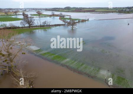 Upton Upon Severn, Worcestershire, 15. Januar 2023 – die Stadt Upton-upon-Severn ist fast abgeschnitten, mit nur einer Straße in und einer Straße, nachdem der Fluss Severn begonnen hatte, über erhöhte Flussufer zu fließen und die umliegenden Felder zu überschwemmen. Eine Tankstelle und ein lokaler Morrisons Supermarkt waren zu einer Insel aus der Flut geworden. Zwei Spaziergänger wurden auf einem Bauernfeld gesehen, wie sie ihren Weg durch flaches Wasser machten, während sie mit ihrem Hund gingen. Quelle: Stop Press Media/Alamy Live News Stockfoto