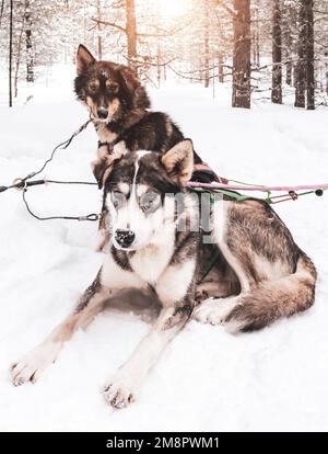 Husky-Hunde im Schnee. Schlittenhunde in Lappland. Stockfoto