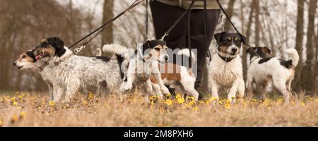 Hundegesitter läuft mit vielen Hunden an der Leine in der schönen Natur im Frühling der Saison. Eine Packung Russell Terrier. Stockfoto