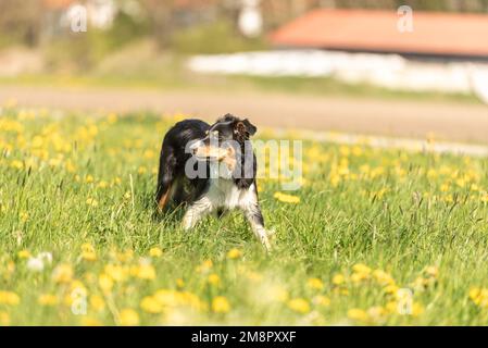 Schöner Border Collie Hund auf einer grünen Wiese mit Elendelionen im Frühling der Saison. Stockfoto