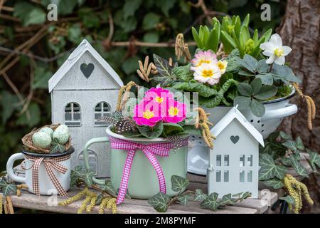 Arrangeure im Frühlingsgarten mit Primrosen, Hyazinthen und helleborus niger in alten Emailltöpfen Stockfoto