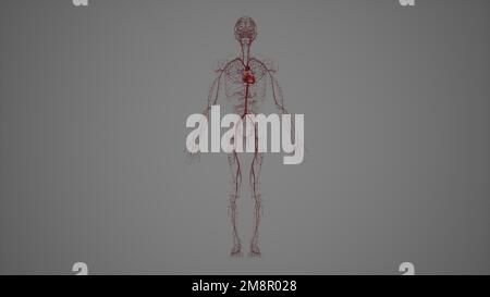 Vorderansicht des menschlichen Arteriensystems, 3drendering Stockfoto