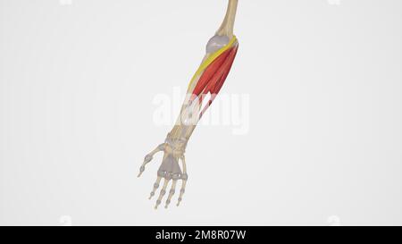 Pronator-Teres-Muskel Stockfoto