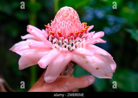 Indonesien Bali - Etlingera elatior - Ingwerblüte - Wildrogen Stockfoto