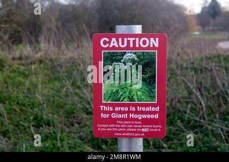 Gigantisches Hogweed-Schild, Stratford-upon-Avon, Großbritannien Stockfoto