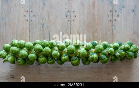 Nahaufnahme eines mit Sprossen beladenen Rosenkohlenstiels (Brassica oleracea) Stockfoto