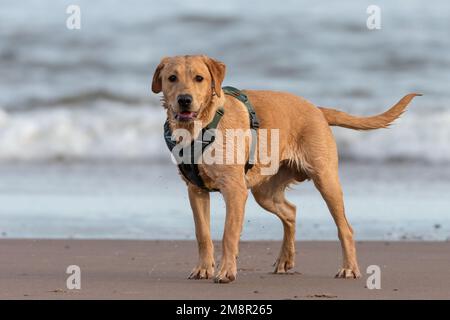 Der junge labrador Retriever am Strand Stockfoto