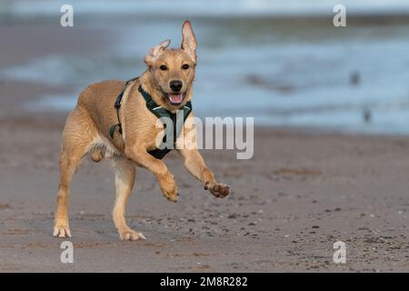 Der junge labrador Retriever spielt am Strand Stockfoto