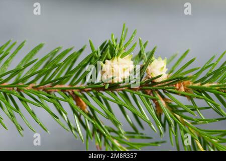 Adelgidaphidgalle (Adelges laricis) Stockfoto