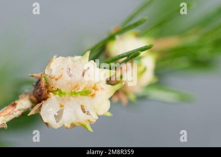 Adelgidaphidgalle (Adelges laricis) Stockfoto