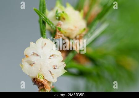 Adelgidaphidgalle (Adelges laricis) Stockfoto