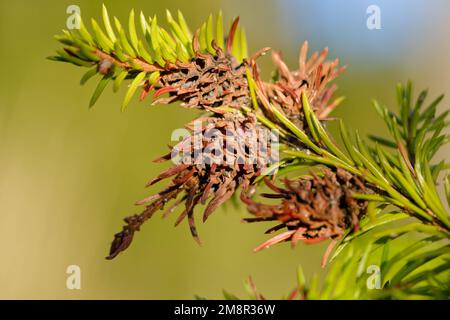 Adelgidaphidgalle (Adelges laricis) Stockfoto