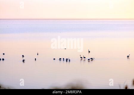 Eine Gruppe von Flamingos während des Sonnenaufgangs am Kerkini-See in der Präfektur Serres, Mazedonien, Griechenland, Europa. Stockfoto