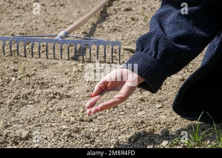 Grassamen in der Hand. Gras Pflanzen. Aussaat und Anbau eines Rasens. Eine Reihe von Fotos. Stockfoto