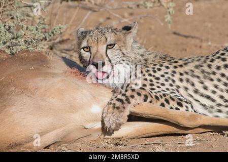 Gepard (Acinonyx jubatus). Ein großes Junges am Kadaver eines männlichen Impalas, getötet von seiner Mutter Stockfoto