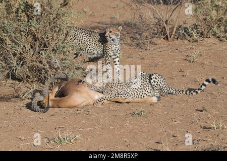 Gepard (Acinonyx jubatus). Große Jungen am Kadaver eines männlichen Impalas, getötet von ihrer Mutter. Einer ernährt sich, der andere wacht Stockfoto