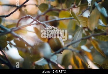 Eichenbaum-Hintergrund Stockfoto