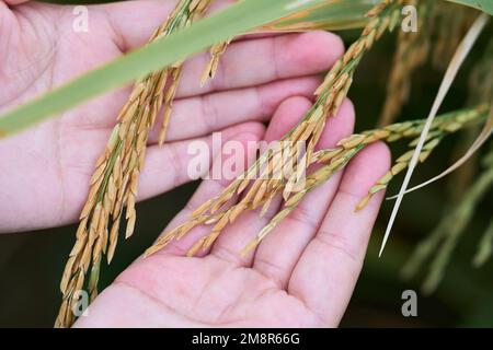 Eine Nahaufnahme einer weiblichen Hand, die den asiatischen Reis berührt Stockfoto